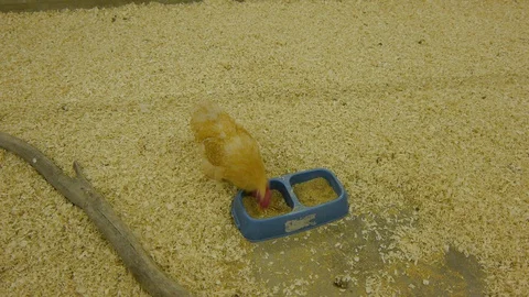 Chicken at a fair, handheld Stock Footage 127672827