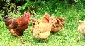 Chicken family HD Footage