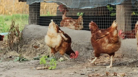 Chicken in farm 01 스톡 동영상 106946192