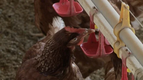 Chicken Farm 02 Vidéo 106899393