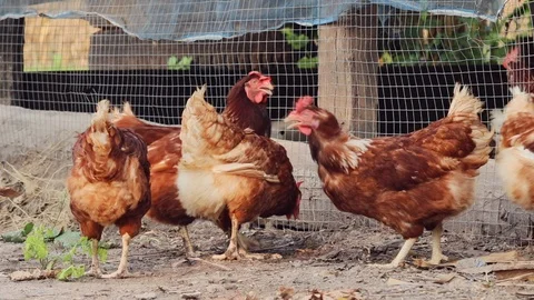 Chicken in farm 02 스톡 동영상 106946184