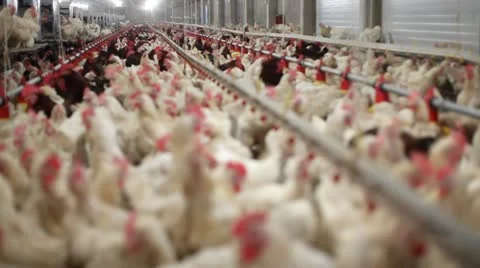 Chicken Farm 026 Stock Footage 24650824