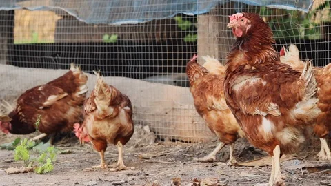 Chicken in farm 03 스톡 동영상 106946090