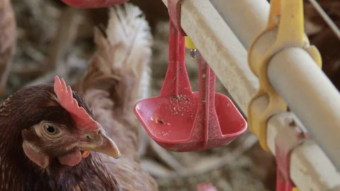 Chicken Farm 04 Vidéo 106899390