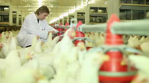 Chicken farm 6a Stock Footage 24635705