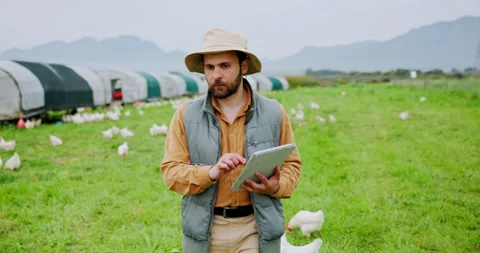 Chicken, farm and tablet with man on field for agriculture, poultry flock Stock Footage 335931792