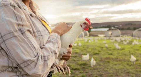 Chicken, farm and woman hands holding a bird on a sustainability, eco friendly Stock Photos