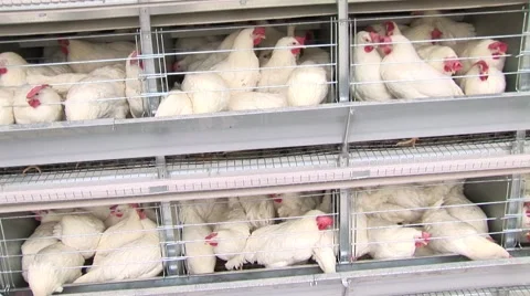 Chicken farm, cages, eggs with camera movement Stock Footage 48484908
