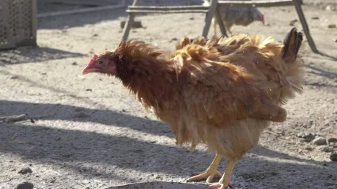 Chicken on the farm close-up. slow motion. 스톡 동영상 234901949