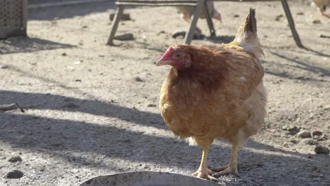 Chicken on the farm close-up. slow motion. 스톡 동영상 234901955