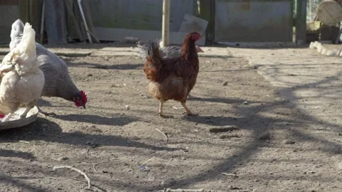 Chicken on the farm close-up. slow motion. 스톡 동영상 234901968