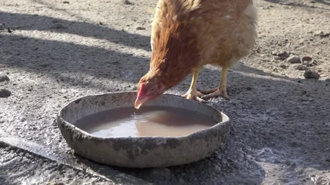 Chicken on the farm close-up. slow motion. 스톡 동영상 234902010