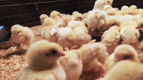 Chicken Farm. Closeup Chicks In Cage. Close up chicken at the light brown wood Stock Footage 72634879