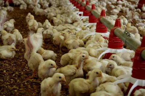Chicken farm in eunapolis Stock Photos