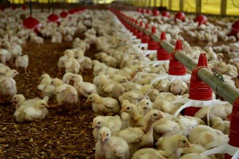 Chicken farm in eunapolis Stock Photos