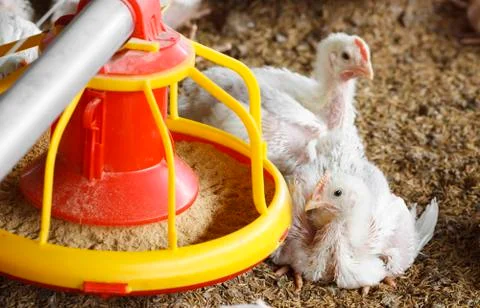 Chicken farm with feed Stock Photos