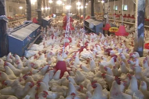Chicken farm Video stock 570057
