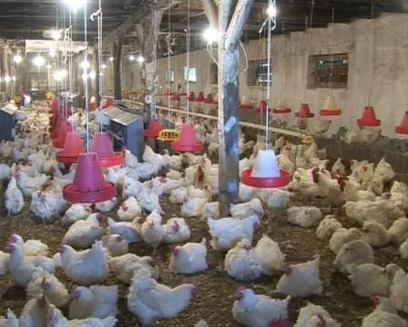 Chicken farm Stock Footage 570503
