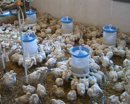 Chicken farm Stock Footage 570508