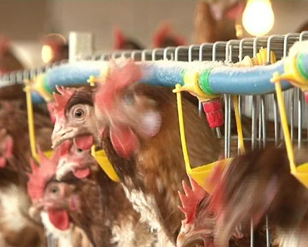 Chicken farm Stock Footage 725023