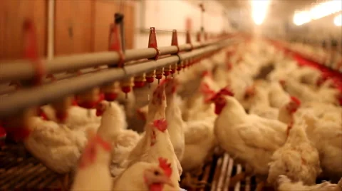 Chicken Farm Stock Footage 888427