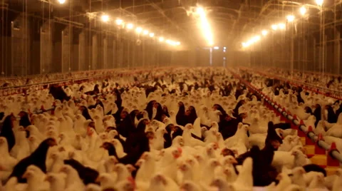 Chicken Farm Stock Footage 921462