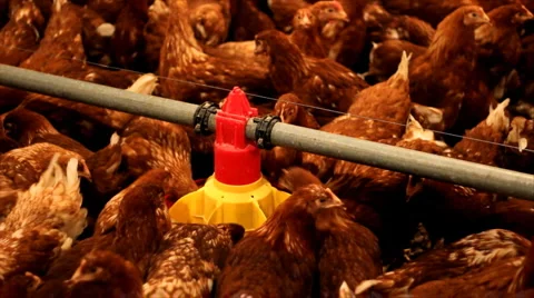 Chicken farm Video stock 1051522