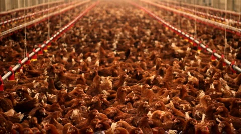Chicken farm Stock Footage 1051524
