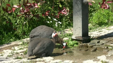 Chicken in a Farm Stock Footage 4885417