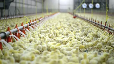 Chicken farm Stock-Footage 11497750