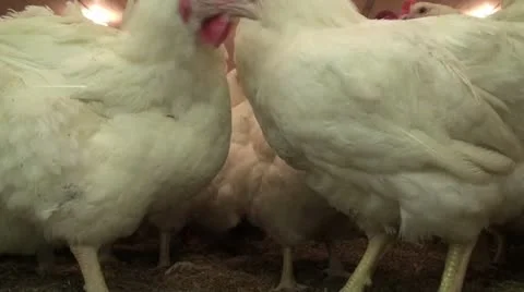Chicken Farm Stock Footage 12631728