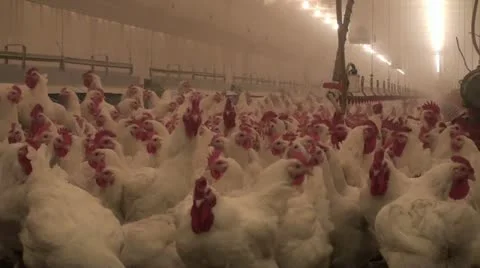 Chicken Farm Stock Footage 12644563