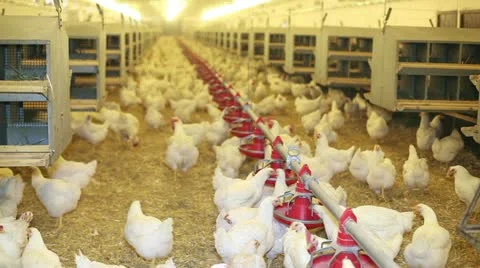 Chicken farm Video stock 24635293