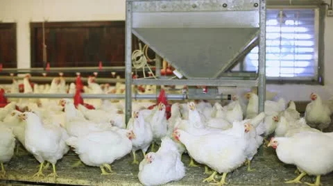 Chicken farm Stock Footage 24635353