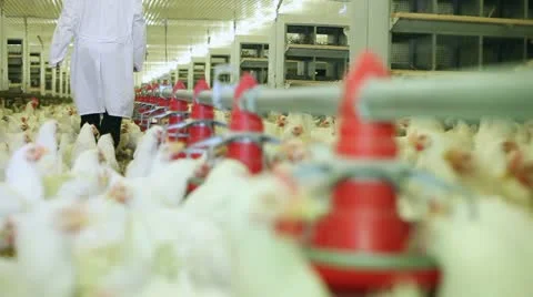 Chicken farm Stock Footage 24635365