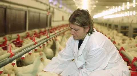 Chicken Farm Stock Footage 24635372