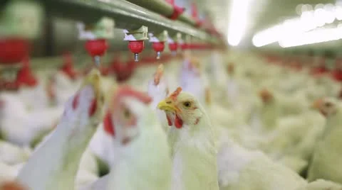 Chicken farm Stock Footage 24635377