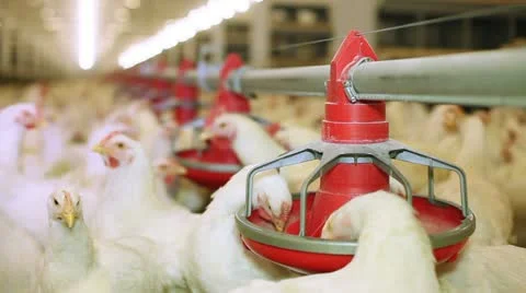 Chicken farm Stock Footage 24635452
