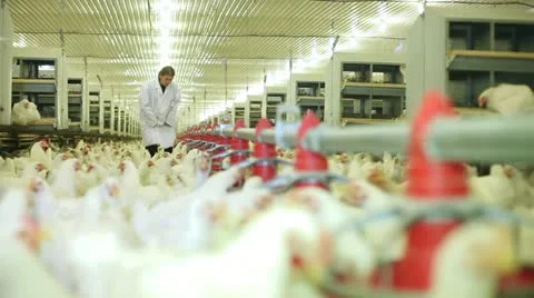 Chicken farm Stock Footage 24635461