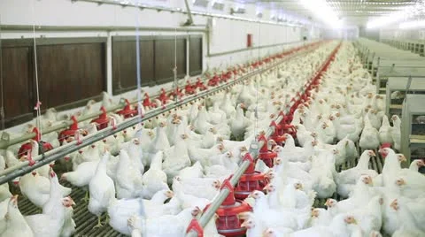 Chicken farm Видео 24635480