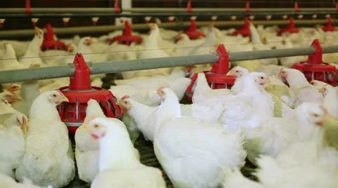 Chicken farm Stock Footage 24635488