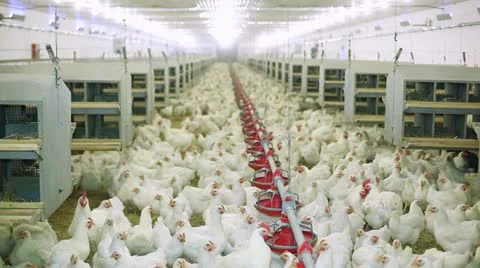 Chicken farm Vidéo 24635499
