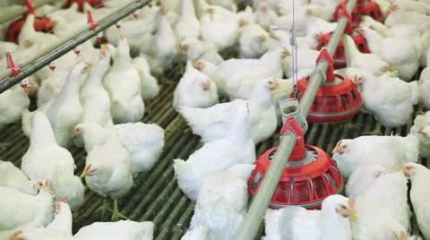 Chicken farm 库存影片 24635549