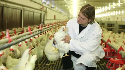 Chicken farm Stock Footage 24635556