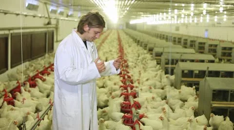 Chicken farm Stock Footage 24635571