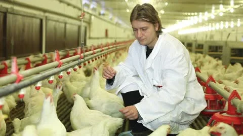 Chicken farm Stock Footage 24635583