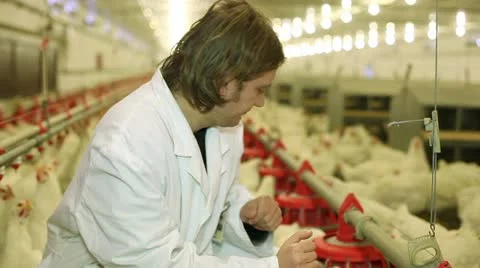 Chicken farm Stock Footage 24635696