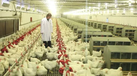Chicken farm Stock Footage 24635781