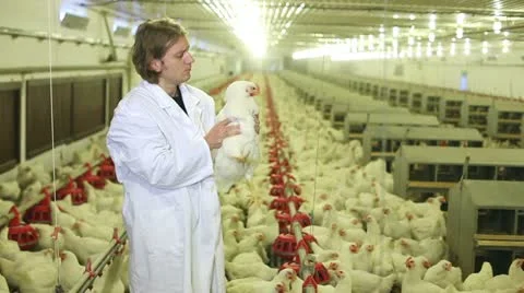 Chicken farm Stock Footage 24635793