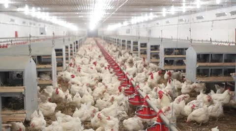 Chicken Farm Stock Footage 24649995